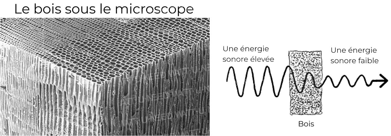 Réduction du bruit et des vibrations. Le bois sous le microscope