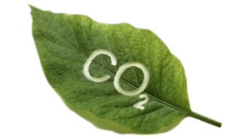 Bois et CO 2